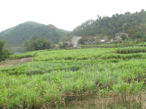 Exaltan eficiencia de proyecto de reducción de pobreza ảnh 1 Exaltan eficiencia de proyecto de reducción de pobreza ảnh 1