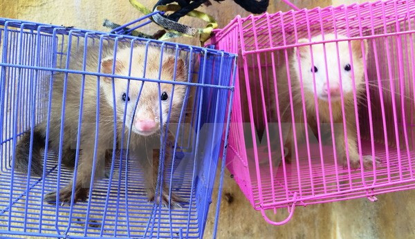 Vietnam suspende comercio de especímenes de especies con Laos ảnh 1 Vietnam suspende comercio de especímenes de especies con Laos ảnh 1