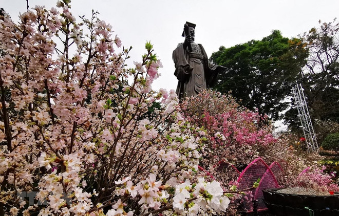 Celebran en Hanoi Festival de flor de cerezo Japón - Vietnam ảnh 1 Celebran en Hanoi Festival de flor de cerezo Japón - Vietnam ảnh 1
