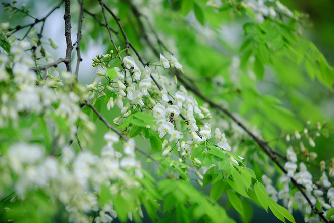 Hanoi romántica en blanco de flor ảnh 2