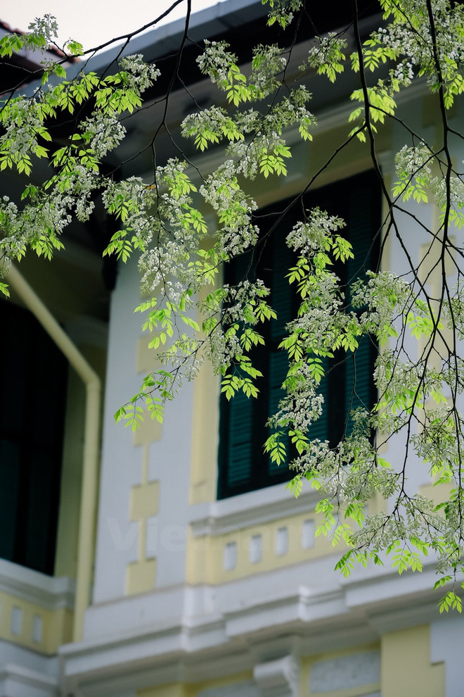Hanoi romántica en blanco de flor ảnh 6