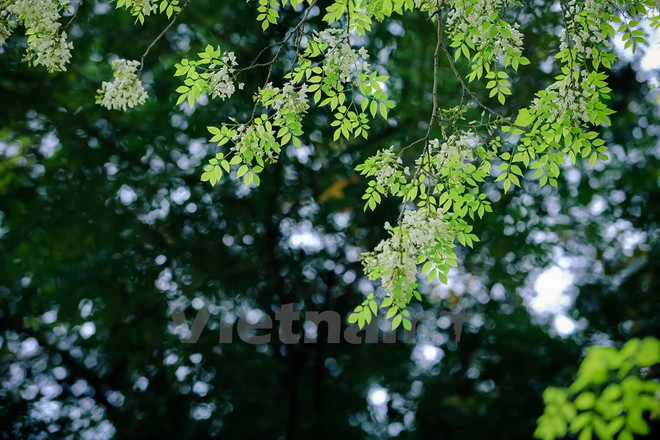 Hanoi romántica en blanco de flor ảnh 8