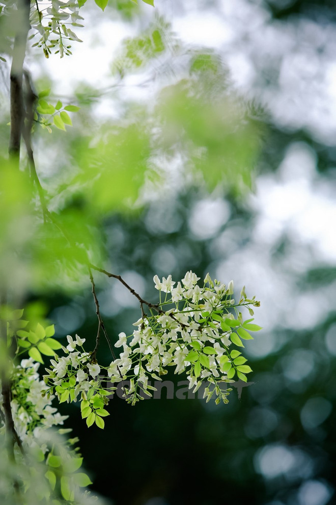 Hanoi romántica en blanco de flor ảnh 10
