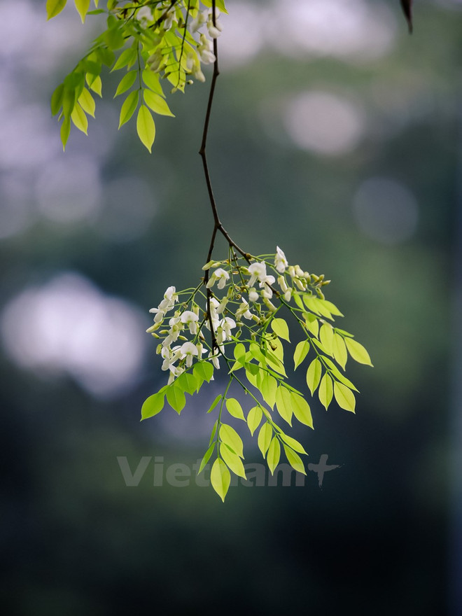 Hanoi romántica en blanco de flor ảnh 16