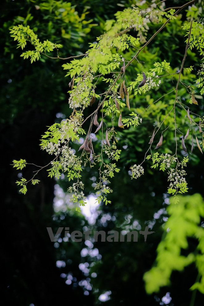 Hanoi romántica en blanco de flor ảnh 3