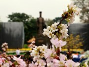 Florecen los cerezos en el centro de Hanoi ảnh 1 Florecen los cerezos en el centro de Hanoi ảnh 1