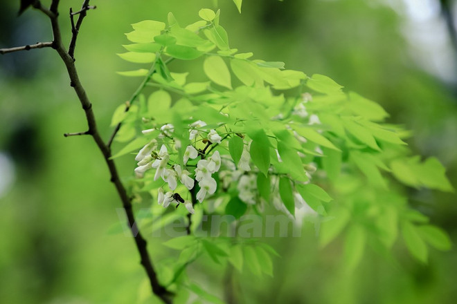 Hanoi romántica en blanco de flor ảnh 4