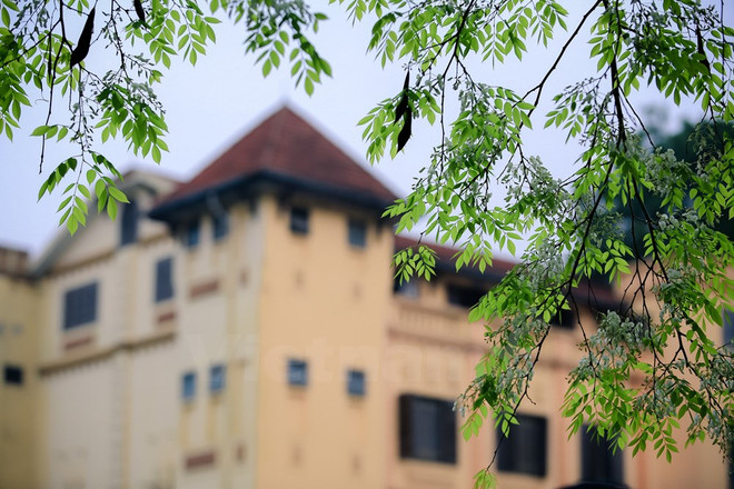 Hanoi romántica en blanco de flor ảnh 5