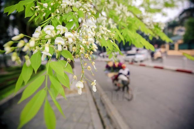 Hanoi romántica en blanco de flor ảnh 15