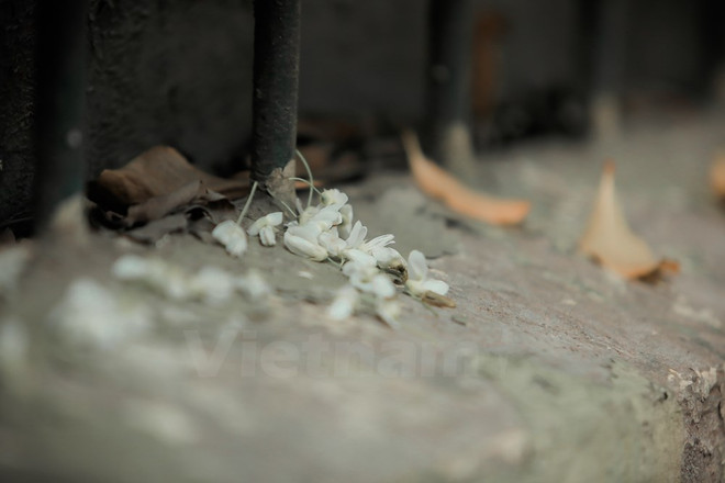Hanoi romántica en blanco de flor ảnh 7