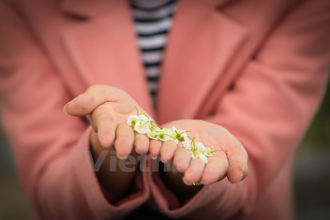 Hanoi romántica en blanco de flor ảnh 13