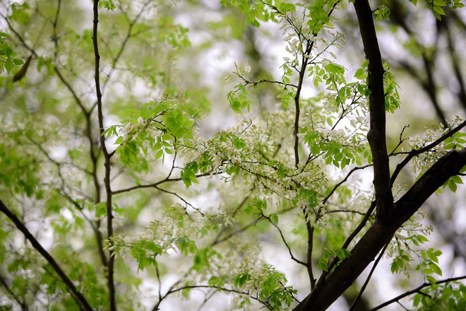 Hanoi romántica en blanco de flor ảnh 14