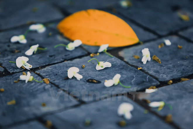 Hanoi romántica en blanco de flor ảnh 12