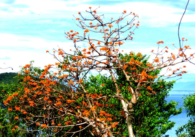 Hoi An diseña marca turística con productos derivados de planta local ảnh 1
