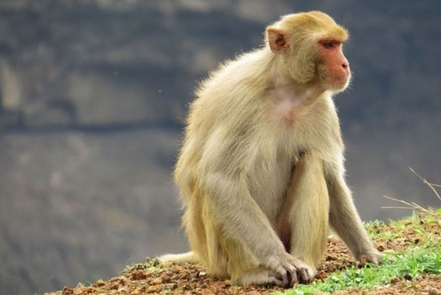 Vietnam realiza prueba de virus contra el COVID-19 en el macaco Rhesus ảnh 1 Vietnam realiza prueba de virus contra el COVID-19 en el macaco Rhesus ảnh 1