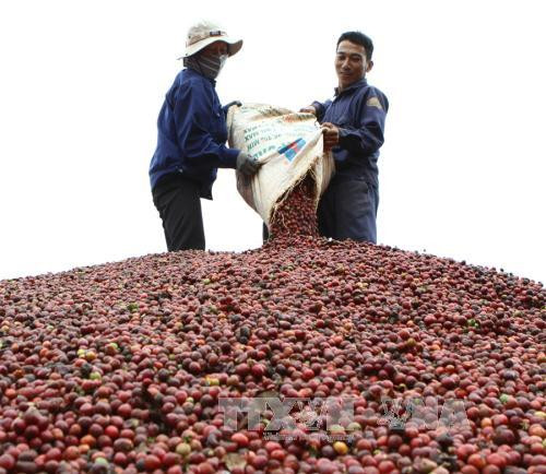 Vietnam ante oportunidades de exportar café a países nórdicos ảnh 1