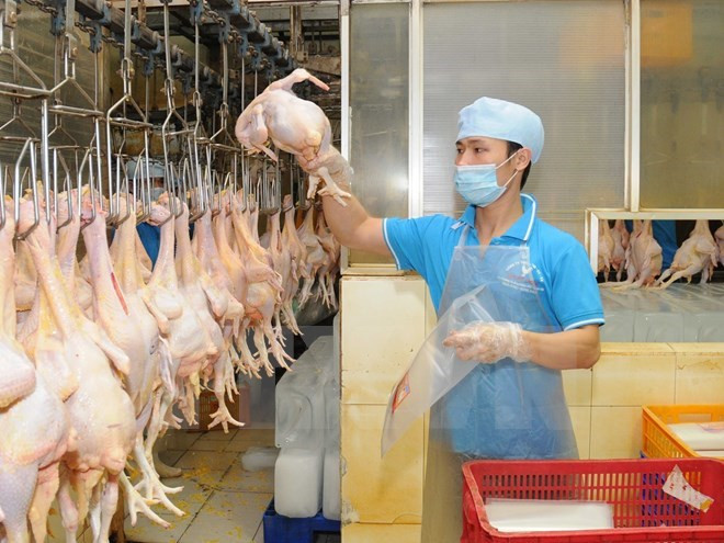 Vietnam exportará primer lote de productos procesados de aves de corral a Japón a fines de 2017 ảnh 1 Vietnam exportará primer lote de productos procesados de aves de corral a Japón a fines de 2017 ảnh 1