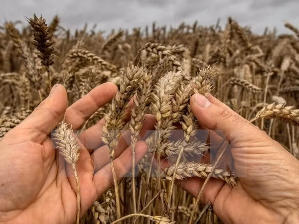 Exportaciones de Canadá a Vietnam registran gran incremento ảnh 1 Exportaciones de Canadá a Vietnam registran gran incremento ảnh 1