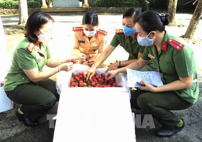 Provincia vietnamita promueve consumo de lichi doméstico ảnh 1 Provincia vietnamita promueve consumo de lichi doméstico ảnh 1