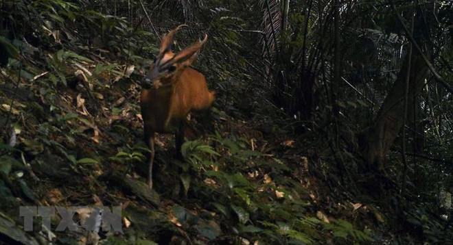 Honrarán a organizaciones e individuos por conservación de la vida silvestre en Vietnam ảnh 1 Honrarán a organizaciones e individuos por conservación de la vida silvestre en Vietnam ảnh 1