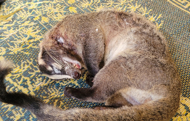 Reporta ENV incremento de detenciones por violaciones de vida silvestre ảnh 1 Reporta ENV incremento de detenciones por violaciones de vida silvestre ảnh 1