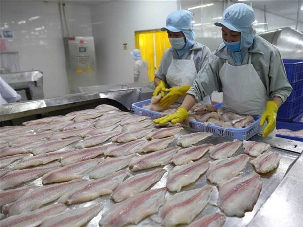 Exportaciones de pangasius de Vietnam superan mil millones de dólares ảnh 1 Exportaciones de pangasius de Vietnam superan mil millones de dólares ảnh 1