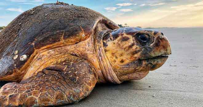 Liberan especie de tortuga marina rara a su hábitat natural en provincia vietnamita ảnh 1 Liberan especie de tortuga marina rara a su hábitat natural en provincia vietnamita ảnh 1