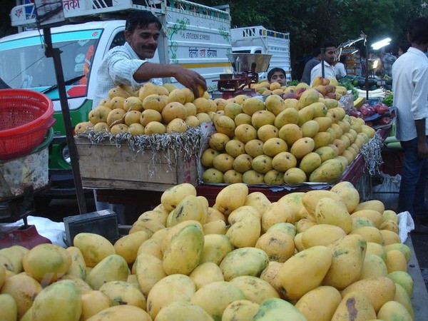 Corea del Sur aumenta importaciones de mango vietnamita ảnh 1 Corea del Sur aumenta importaciones de mango vietnamita ảnh 1