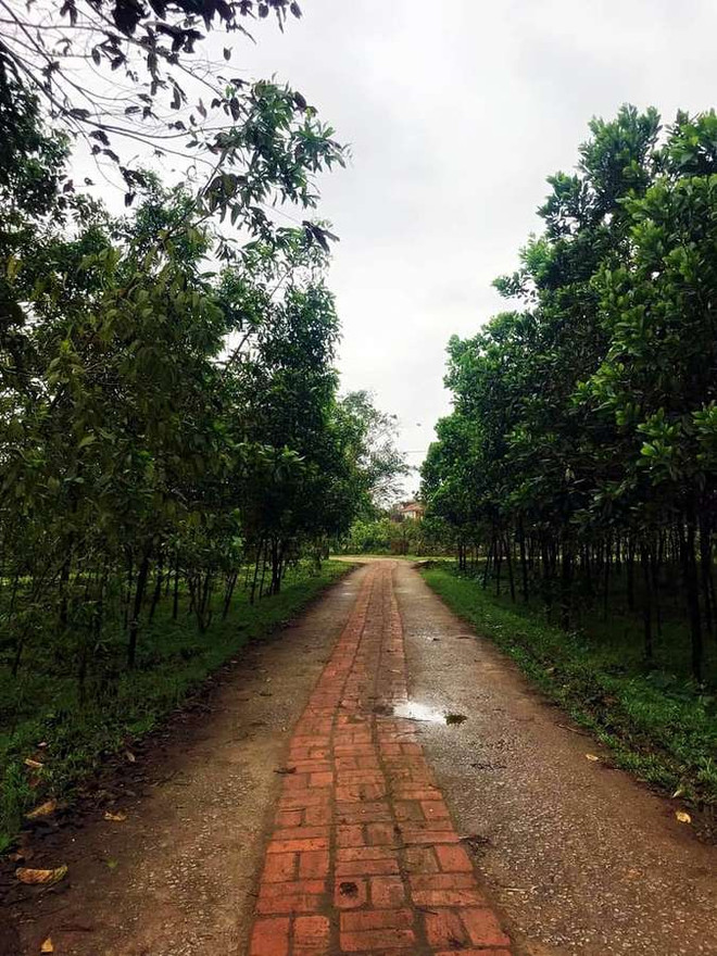 Descubren la aldea de 500 años de antigüedad en antigua ciudad imperial de Hue ảnh 1 Descubren la aldea de 500 años de antigüedad en antigua ciudad imperial de Hue ảnh 1