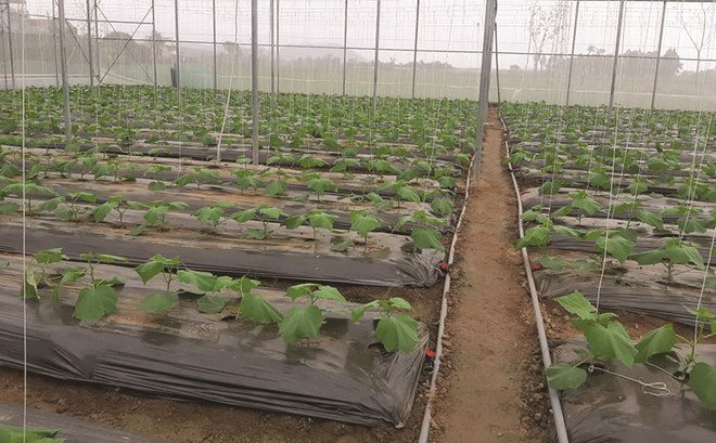 Provincia vietnamita de Vinh Phuc promueve agricultura con altas tecnologías ảnh 1 Provincia vietnamita de Vinh Phuc promueve agricultura con altas tecnologías ảnh 1