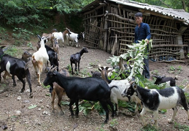 Provincia vietnamita de Kien Giang avance en reducción de pobreza sostenible ảnh 1 Provincia vietnamita de Kien Giang avance en reducción de pobreza sostenible ảnh 1