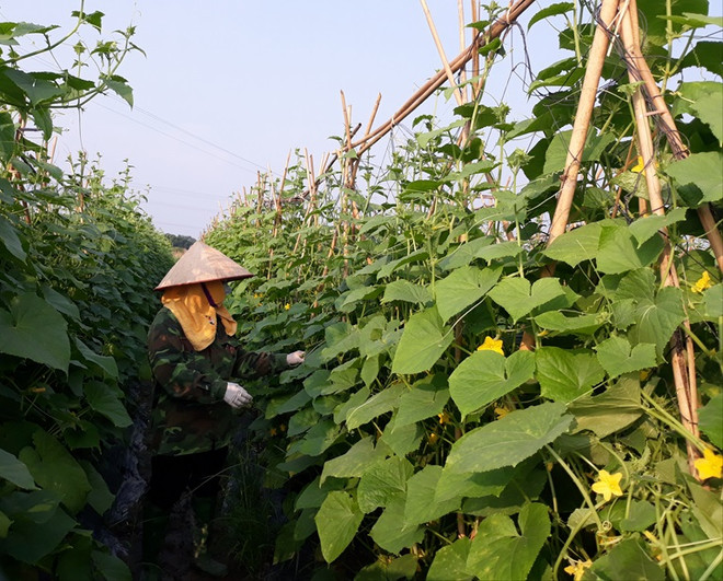 Sector agrícola aporta significativamente al crecimiento de la provincia de Vinh Phuc ảnh 1 Sector agrícola aporta significativamente al crecimiento de la provincia de Vinh Phuc ảnh 1
