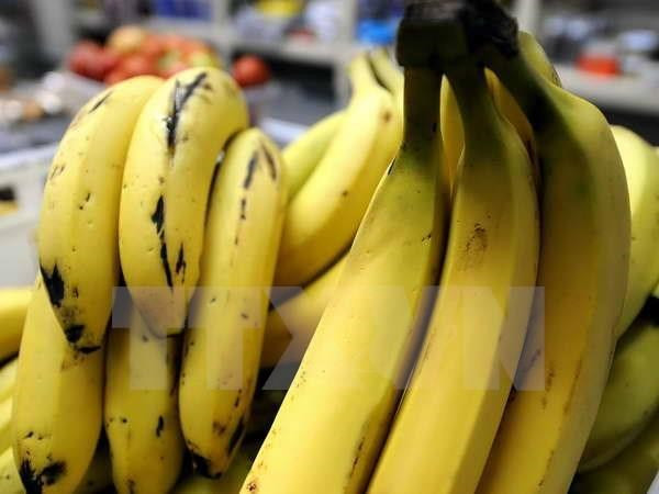 Exportaciones de plátano de Camboya registran fuerte aumento ảnh 1