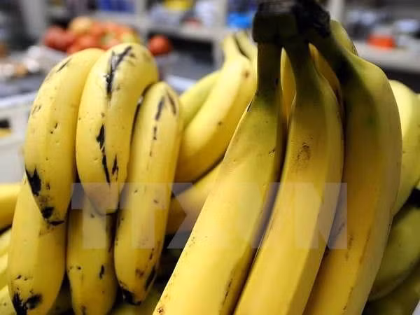 Exportaciones de plátano de Camboya registran fuerte aumento ảnh 1