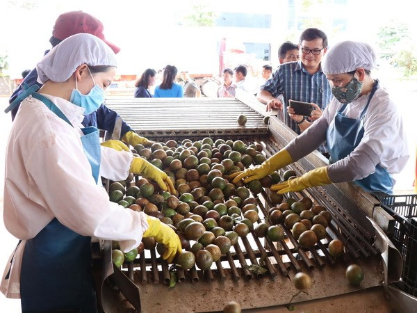 Exportaciones de verduras de Vietnam disminuyen en primeros nueves meses de 2020 ảnh 1