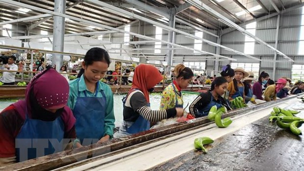 Proyectos agrícolas en Camboya facilitan a trabajadores de origen vietnamita ảnh 1 Proyectos agrícolas en Camboya facilitan a trabajadores de origen vietnamita ảnh 1