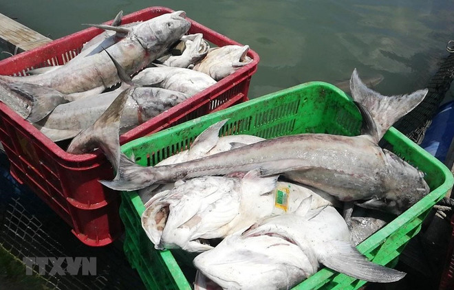 Especialistas advierten disminución grave de reserva de peces en el Mar del Este ảnh 1 Especialistas advierten disminución grave de reserva de peces en el Mar del Este ảnh 1
