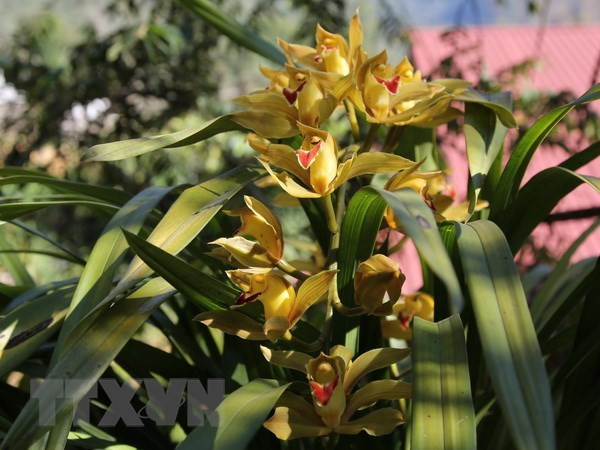 Provincia vietnamita exportó 34 millones de esquejes de flores en febrero ảnh 1 Provincia vietnamita exportó 34 millones de esquejes de flores en febrero ảnh 1