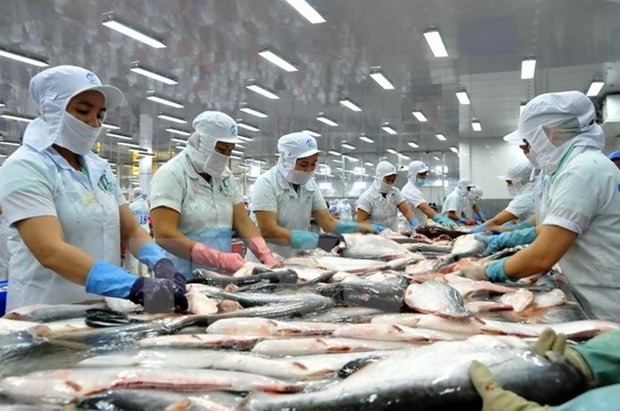 En alza exportaciones del pescado Tra vietnamita a Estados Unidos ảnh 1 En alza exportaciones del pescado Tra vietnamita a Estados Unidos ảnh 1