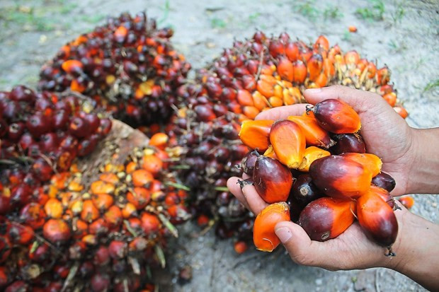 Malasia desea resolver disputa sobre aceite de palma con India ảnh 1 Malasia desea resolver disputa sobre aceite de palma con India ảnh 1