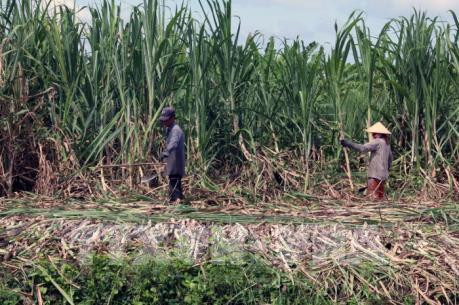 Primer ministro de Vietnam exige eliminar barreras para el desarrollo del sector azucarero ảnh 1 Primer ministro de Vietnam exige eliminar barreras para el desarrollo del sector azucarero ảnh 1