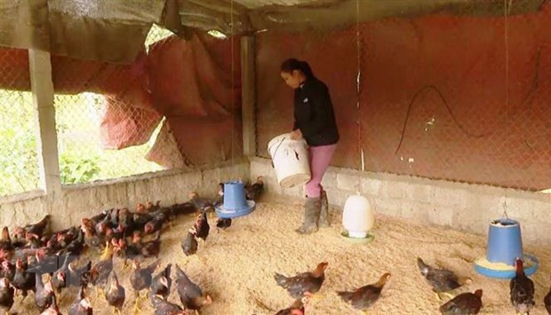 Insta Gobierno vietnamita a reforzar la prevención contra enfermedades del ganado ảnh 1 Insta Gobierno vietnamita a reforzar la prevención contra enfermedades del ganado ảnh 1