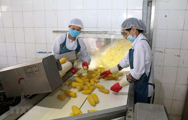 Valor de exportación de productos agrícolas de Vietnam aumenta casi 20 por ciento ảnh 1 Valor de exportación de productos agrícolas de Vietnam aumenta casi 20 por ciento ảnh 1