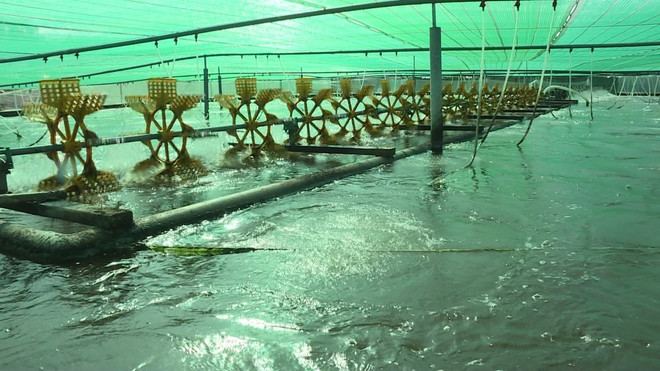 Bac Lieu apunta convertirse en centro de industria del camarón de Vietnam ảnh 1 Bac Lieu apunta convertirse en centro de industria del camarón de Vietnam ảnh 1