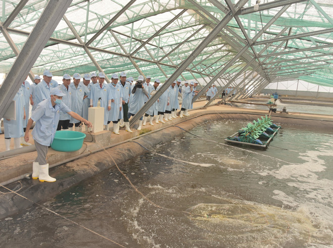 Bac Lieu apunta convertirse en centro de industria del camarón de Vietnam ảnh 2 Bac Lieu apunta convertirse en centro de industria del camarón de Vietnam ảnh 2
