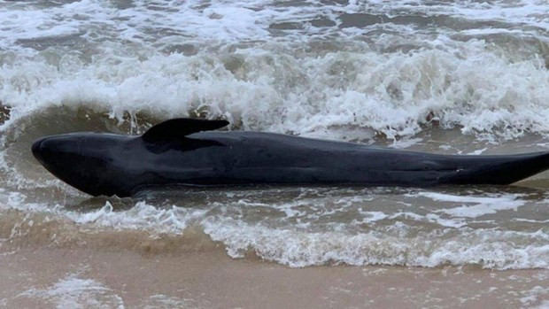 Ballena de 300 kilogramos encallada en playa de Vietnam ảnh 1 Ballena de 300 kilogramos encallada en playa de Vietnam ảnh 1