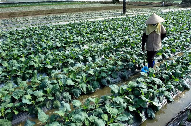 Vietnam promueve desarrollo de modelos cooperativos ảnh 2 Vietnam promueve desarrollo de modelos cooperativos ảnh 2