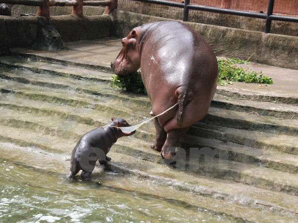 Hipopótamo sudafricano viene al mundo en zoo vietnamita ảnh 1 Hipopótamo sudafricano viene al mundo en zoo vietnamita ảnh 1