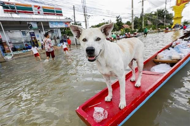 Evacuan a decenas de miles de personas por inundaciones en Tailandia ảnh 1 Evacuan a decenas de miles de personas por inundaciones en Tailandia ảnh 1