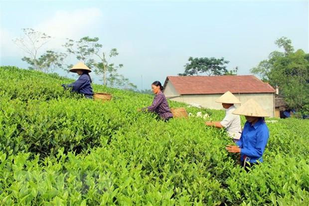 Té verde de Vietnam lidera mercado de Pakistán ảnh 1